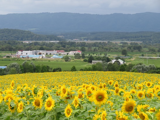 花日記｜北海道立サンピラーパーク（北海道名寄市）